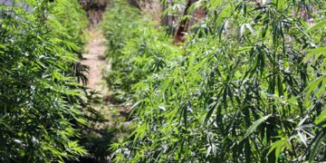 Summer Care: Pest Management and Crop Maintenance
