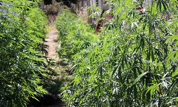 Summer Care: Pest Management and Crop Maintenance