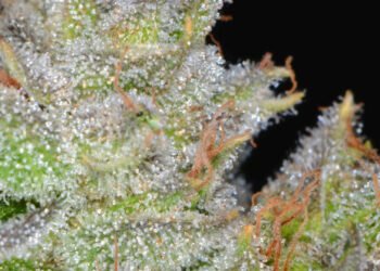 OG Kush: A Phenotype by Any Other Name Would Smell As Sweet