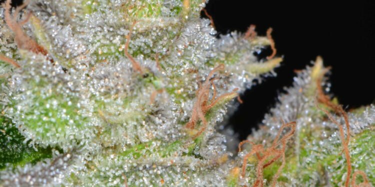OG Kush: A Phenotype by Any Other Name Would Smell As Sweet