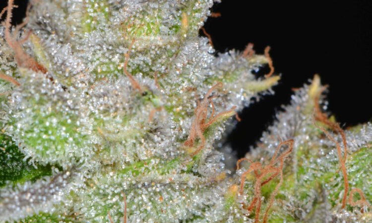 OG Kush: A Phenotype by Any Other Name Would Smell As Sweet