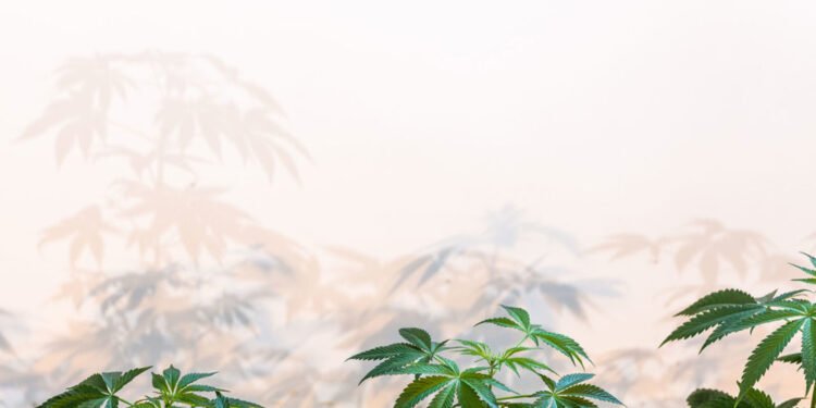 How to Best Practice Sustainability in Modern Cannabis