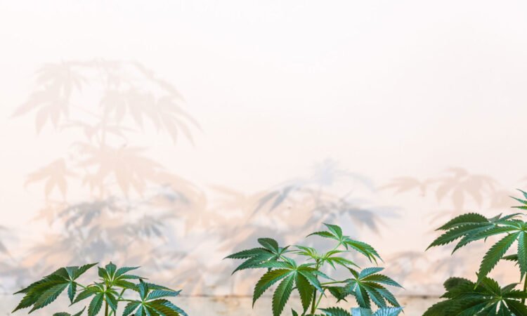 How to Best Practice Sustainability in Modern Cannabis