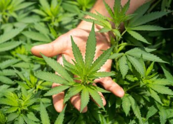 Growing Porch Pot: A Lesson in Faith
