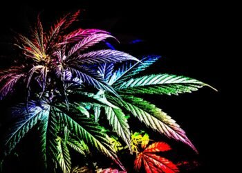 Cannabis’ Undeniable LGBTQ+ Connections Run Deep