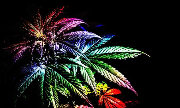 Cannabis’ Undeniable LGBTQ+ Connections Run Deep