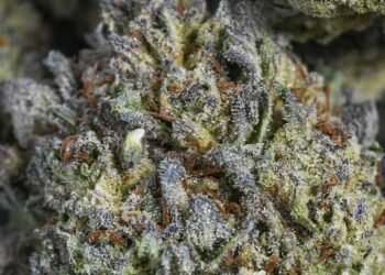 Vintage Cannabis: Explained