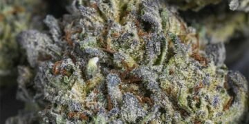 Vintage Cannabis: Explained
