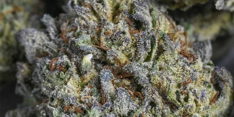 Vintage Cannabis: Explained
