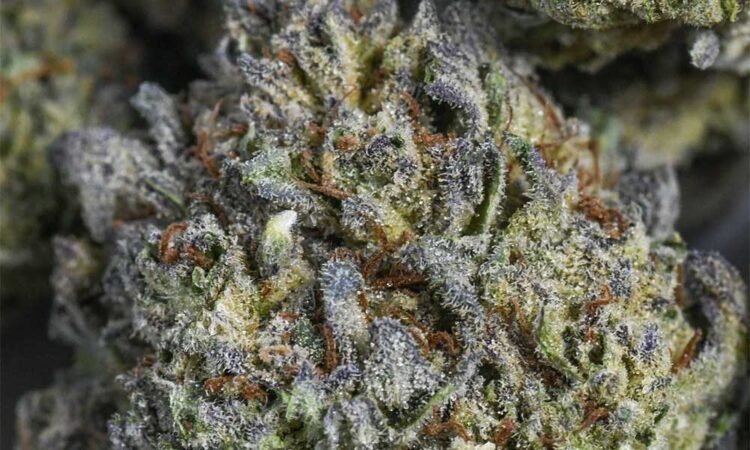 Vintage Cannabis: Explained