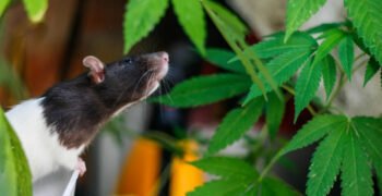 Marijuana-Fuelled ‘Munchies’ – Animals Get Them Too, International Study Shows