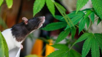 Marijuana-Fuelled ‘Munchies’ – Animals Get Them Too, International Study Shows