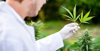 Is the Cannabis Industry Breeding Itself Into a Corner?