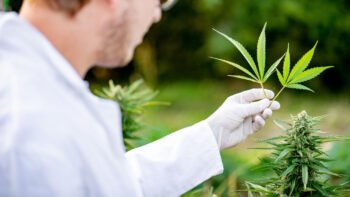 Is the Cannabis Industry Breeding Itself Into a Corner?
