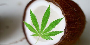 7 Ways to Use Cannabis Infused Coconut Oil