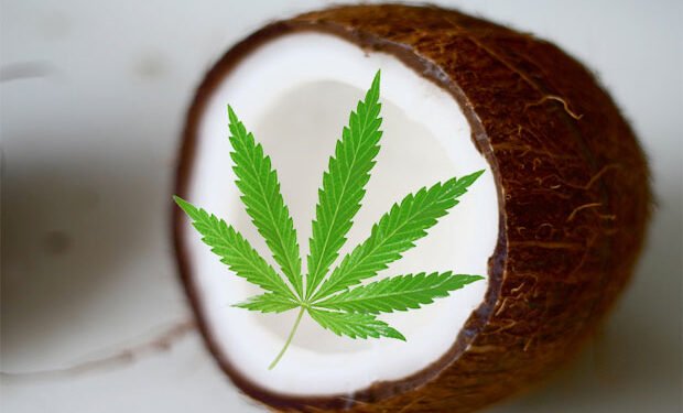 7 Ways to Use Cannabis Infused Coconut Oil