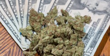 US States Have Made $28 Billion In Taxes Since Recreational Cannabis Legalization Started