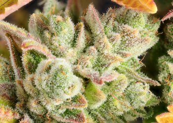Solstice Strains for Summer
