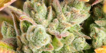 Solstice Strains for Summer