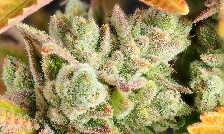 Solstice Strains for Summer