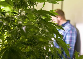 Father’s Day Guide for Growing Weed at Home