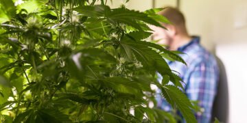 Father’s Day Guide for Growing Weed at Home