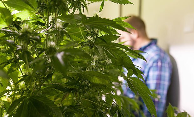 Father’s Day Guide for Growing Weed at Home