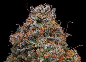 The Top Strains to Help With Insomnia