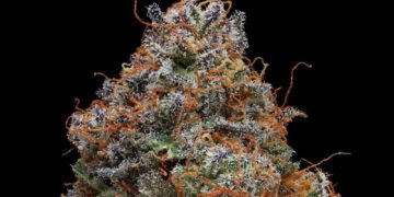 The Top Strains to Help With Insomnia