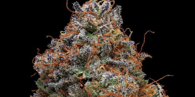 The Top Strains to Help With Insomnia